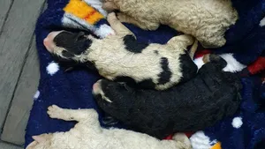 Cruzime fără margini în Sibiu: Un bărbat a aruncat 4 căţei la tomberon, iar pe mama lor, la adăpost