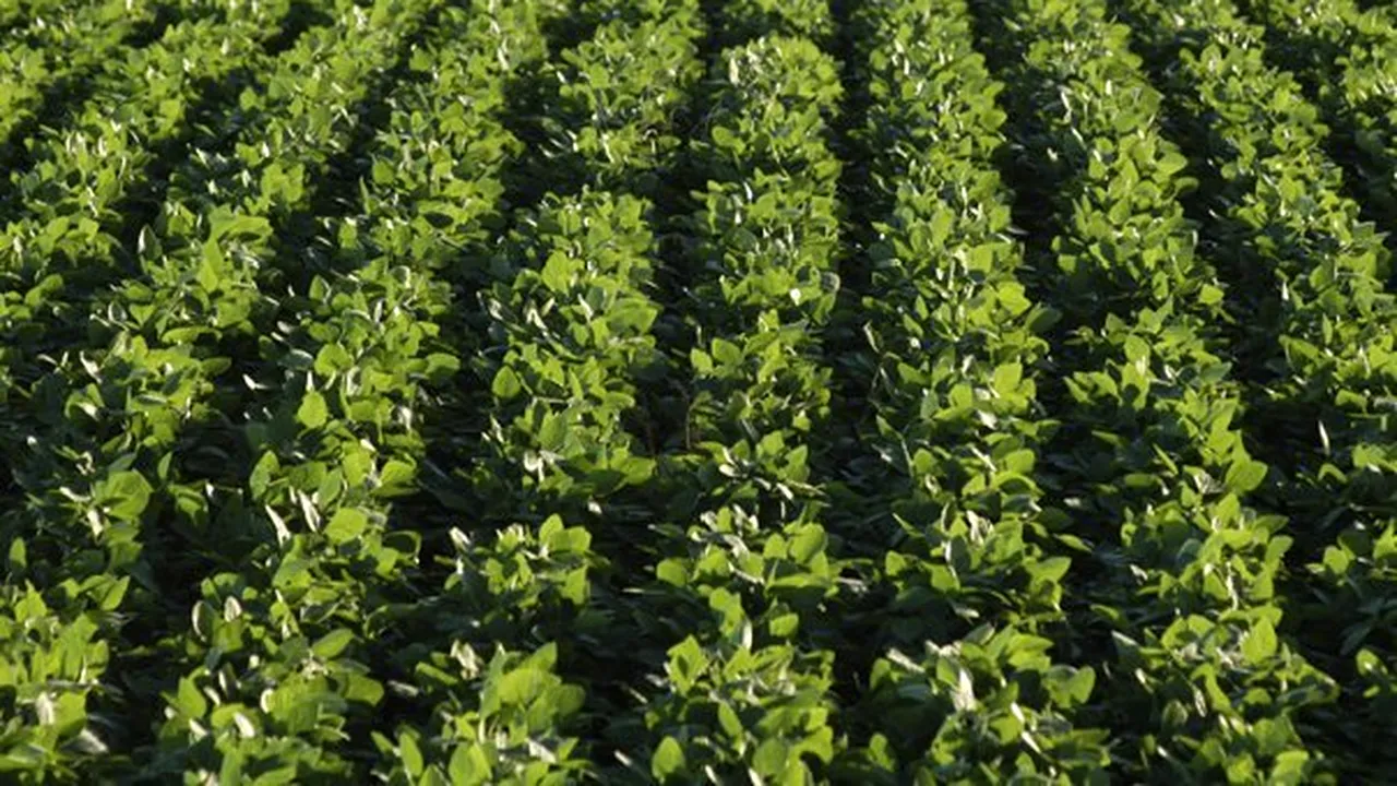 Utilizarea excesivă a fosforului epuizează rezervele vitale pentru producţia mondială de alimente