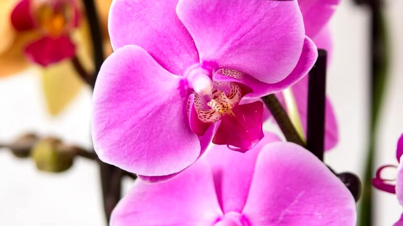 Expoziția anuală de orhidee colorează iarna din Chicago