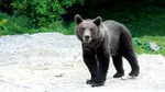 Alertă la Bușteni. Un urs a fost semnalat pe strada Libertății, a fost transmis mesaj RO-Alert
