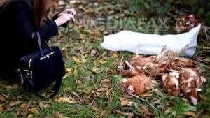 Florin Iordache (PSD): Reprezentanţii ACL şi-au aruncat singuri găinile în curte, PSD nu e implicat