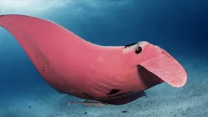 FOTO. Imagini uimitoare cu un „diavol de mare”, surprinse de un fotograf. A crezut că este o defecţiune a aparatului