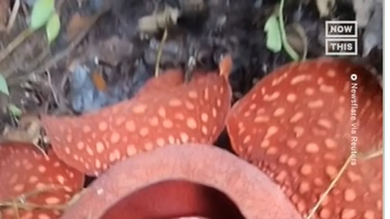VIDEO Cea mai rară şi cea mai mare „Floare cadavru”