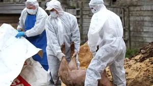 Pesta porcină africană a înjumătăţit numărul de porci din fermele unui judeţ