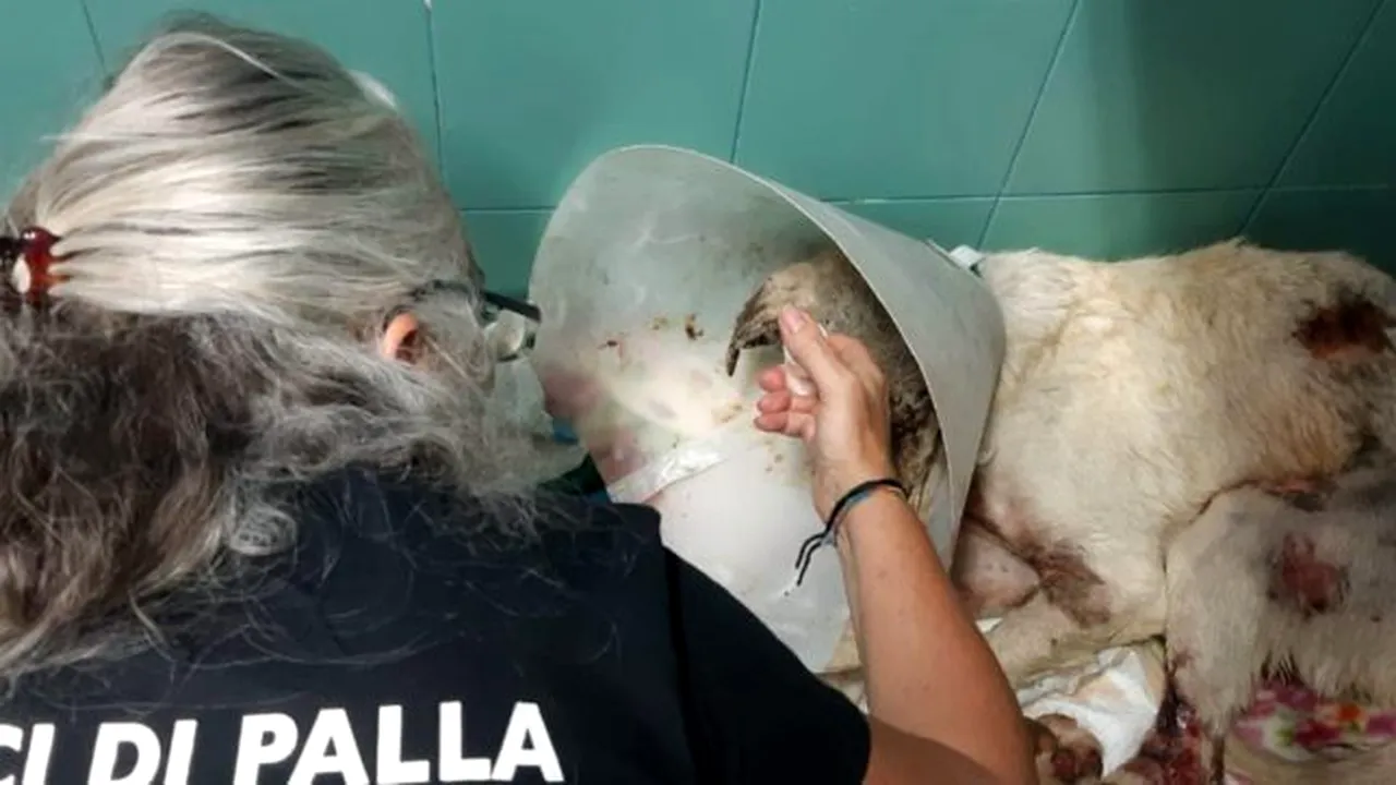 Angelo, câinele-simbol al incendiilor din Sardinia, a murit