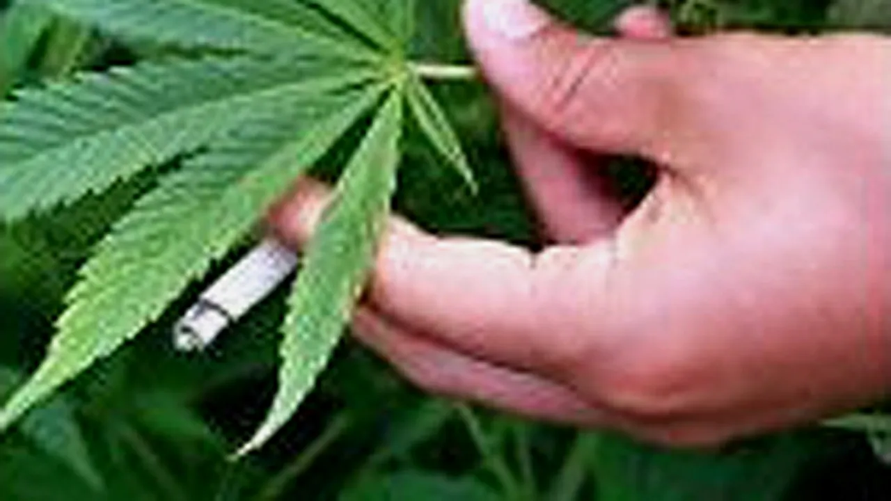 Marijuana, eficace împotriva tumorilor pe creier
