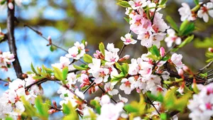 Prognoza meteo. Vreme rece cu ninsori. De când începe să se încălzească