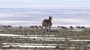 China trimite un robot-antilopă să salveze o specie rară din Tibet