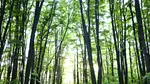 Suprafața pădurilor a crescut cu 2.271 ha în 2024 față de anul precedent