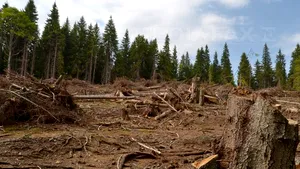 IGPR: 77.000 metri cubi de lemn tăiat ilegal şi 1.500 suspecţi, depistaţi în primele cinci luni