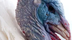 O nouă tulpină de gripă aviară, semnalată prima dată în Europa, la o fermă din Germania