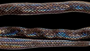 Oamenii de ştiinţă au descoperit şarpele pitic. Lungimea sa nu depăşeşte dimensiunile unui creion