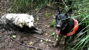 Poveste ÎNDUIOŞĂTOARE: Un câine salvator aflat în prima lui misiune a găsit un alt patruped pierdut, care era prins în noroi de două zile