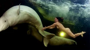 Metodă inedită de cercetare: O rusoaică înoată goală cu balene albe, în apele arctice - FOTO