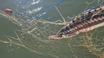 Cinci delfini și un rechin, prinși în plase amplasate ilegal în Marea Neagră, salvați de polițiști