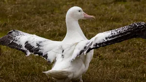 Noua armă în lupta contra pescuitului ilegal: Albatroşi echipaţi cu dispozitive GPS