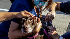 Rusia testează vaccinul COVID-19 pentru animale domestice. Care vor fi primele vaccinate