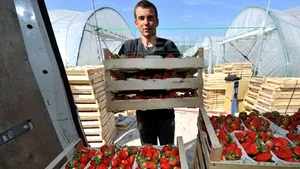 Marea Britanie se teme de o penurie de fructe anul viitor, după ridicarea restricţiilor pentru români