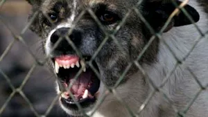 Cât te costă asigurarea împotriva câinilor sau a hackerilor