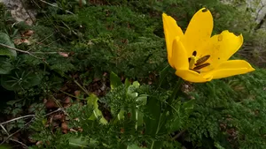 FOTO Laleaua de Cazane a înflorit. Unică în lume, floarea creşte într-o zonă restrânsă din România şi poate fi admirată în ocazii rare 