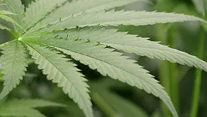 Peste 100 de kilograme de droguri, confiscate la Arad