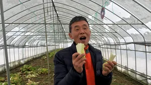 Ciuperci Shiitake, pepene cu gust de pară şi ridichi uriaşe, toate BIO, produse în Prahova de un afacerist coreean | GALERIE FOTO, VIDEO