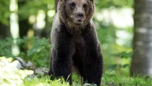 Animalele sălbatice se adaptează la viața din oraș în moduri surprinzătoare