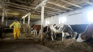 GALERIE FOTO Unsprezece oameni ai străzii sunt angajaţi cu forme legale la o fermă din judeţul Timiş