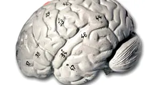 Nivelul de acizi graşi din creier, asociat cu dezvoltarea maladiei Alzheimer