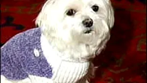 Trouble, căţeluşa care a moştenit 12 milioane de dolari, a murit