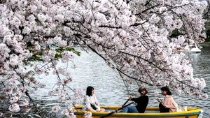 Record negativ în Japonia. Cireşii au înflorit mai devreme decât în ultimii 1200 de ani
