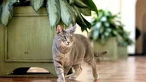 Casa Albă îi urează bun venit lui Willow, noua „primă felină”