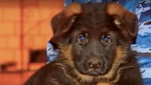 ATENTATELE din Paris: Franţa acceptă căţelul oferit de Rusia după moartea lui Diesel - VIDEO