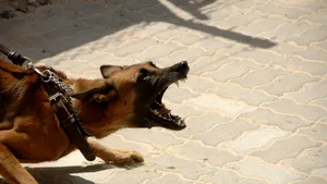 Un copil de 2 ani și 4 luni, în stare gravă după ce a fost mușcat de câinii unor rude din București