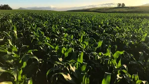 Cum gestionează fermierii români practicile de management al apei în agricultură