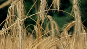 EC Proposes Suspension Of Import Duties On Most Cereals