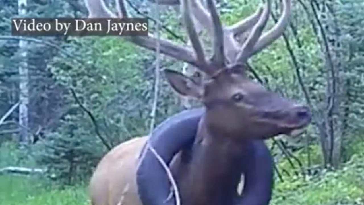 VIDEO Un elan a umblat timp de doi ani cu un cauciuc de peste 10 kilograme în jurul gâtului