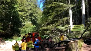 FOTO, VIDEO | Protest al activiştilor Greenpeace faţă de exploatarea forestieră din Munţii Ciucaş