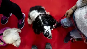 Târgurile de animale, interzise în judeţul Constanţa, din cauza focarului de variolă din Bulgaria