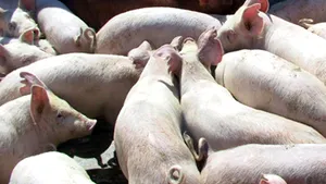 Specialiştii recomandă populaţiei să cumpere doar carne de porc cu aviz sanitar