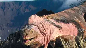 Iguanele roz din Galapagos oferă indicii noi despre ramificarea speciilor