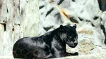 Ce se ascunde în spatele panterei negre din Shumen: specialiștii cred că este un câine de talie mare