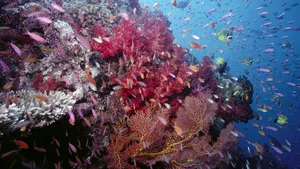 Studiu: „Pădurile tropicale” ale oceanului vor  dispărea în 80 de ani