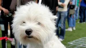 Noua lege a protecţiei animalelor, promulgată de Băsescu