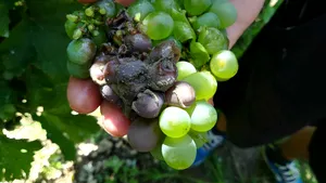 Efectele ploilor abundente: Sute de hectare de vie din sud-estul ţării au fost distruse de putregaiul cenuşiu | FOTO, VIDEO
