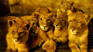 Romania Sends 11 Felines To South Africa