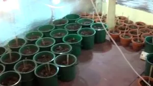 Aproape 400 de ghivece cu plante de canabis, descoperite în două locuinţe din Dâmboviţa şi Argeş - VIDEO