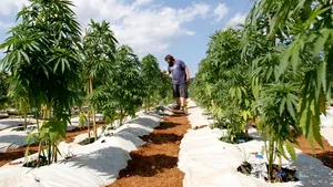 STUDIU: Canabisul duce la ştergerea din memorie a unor elemente de vocabular