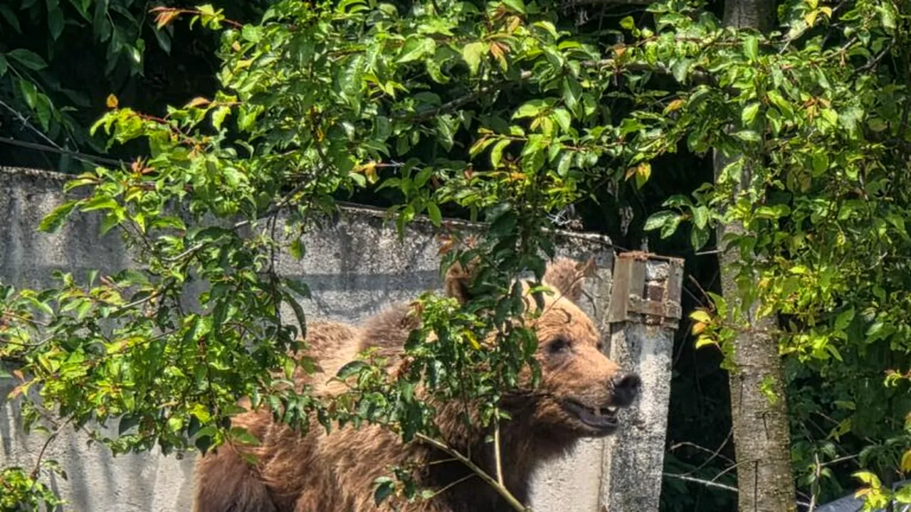 Urs găsit în containerul de gunoi al unui spital din Brașov. A fost împușcat