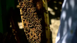 Un bărbat din Iaşi a murit după ce a fost atacat de sute de albine, pe un drum agricol 